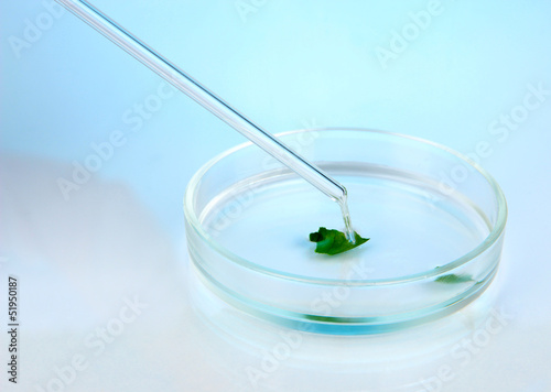 Chemical research in Petri dish on light blue background