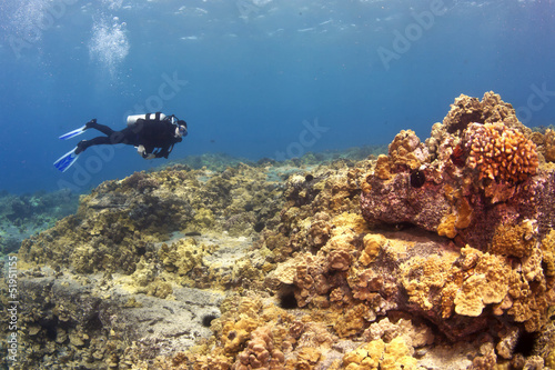 Fototapeta Naklejka Na Ścianę i Meble -  Diver on a Hawaiian Reef