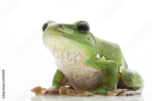 White’s Tree Frog