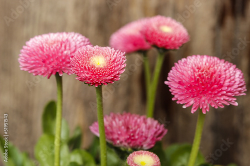 Stunning pink daisies on wooden background.