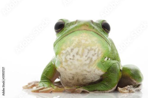 White’s Tree Frog
