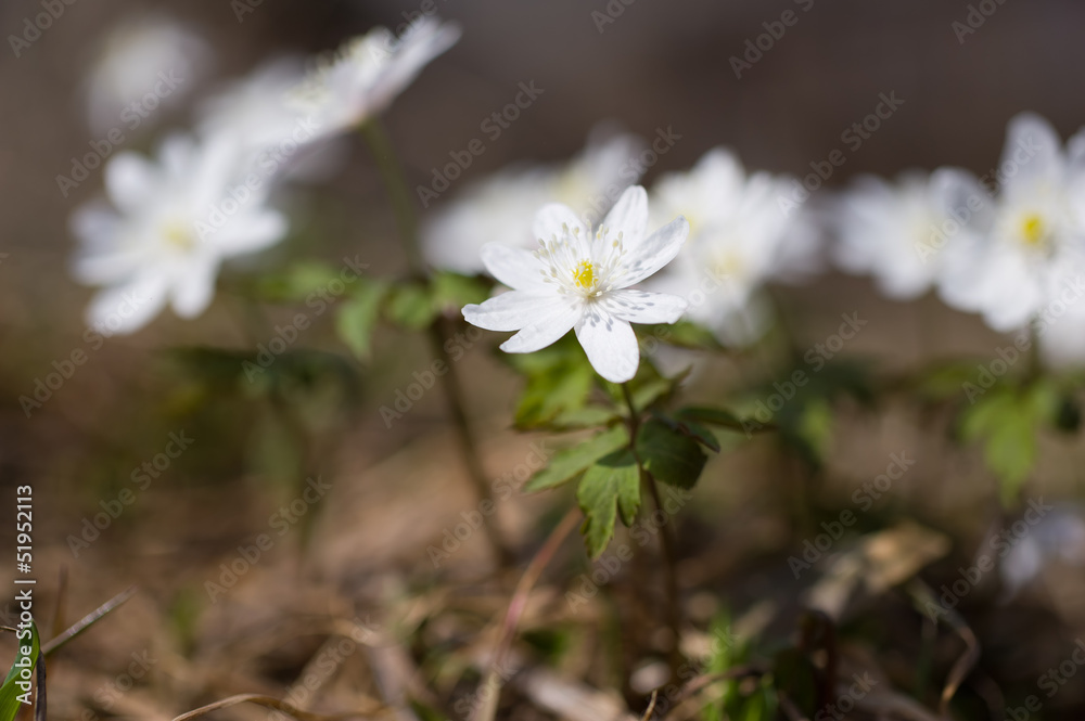 snowdrops snowdrops