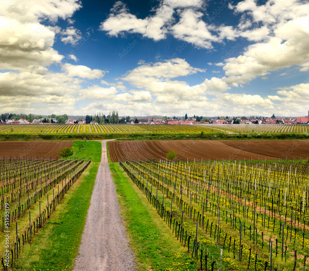 Weinberg im Frühling in der Pfalz