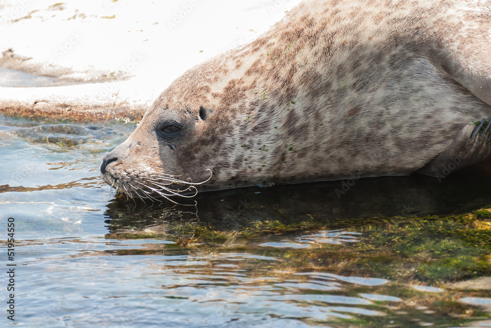 Fototapeta premium Grey Seal