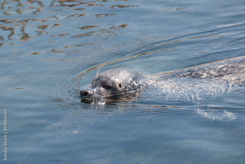 Obraz premium Marine Lion