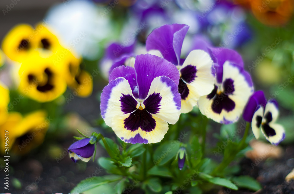 Фотография pansy flowers