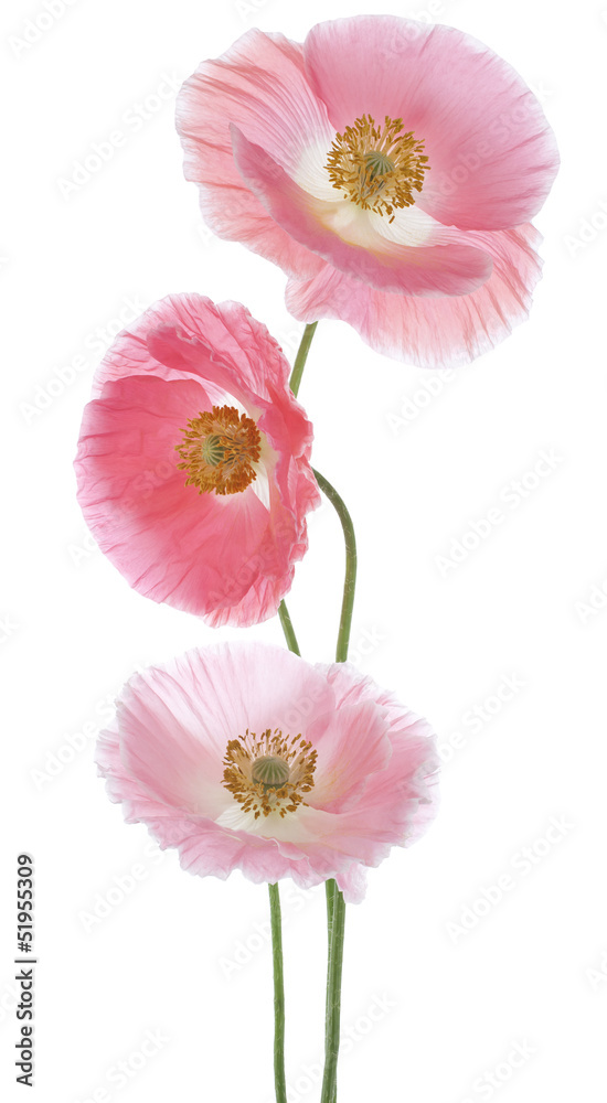 Fototapeta premium poppy