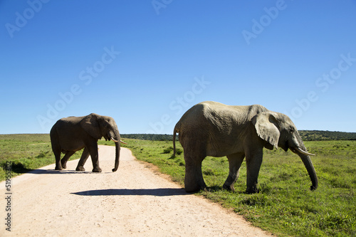 Two elephant bulls crossing the road