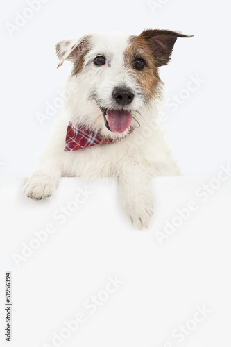 jack russel terrier dog with blank billboard