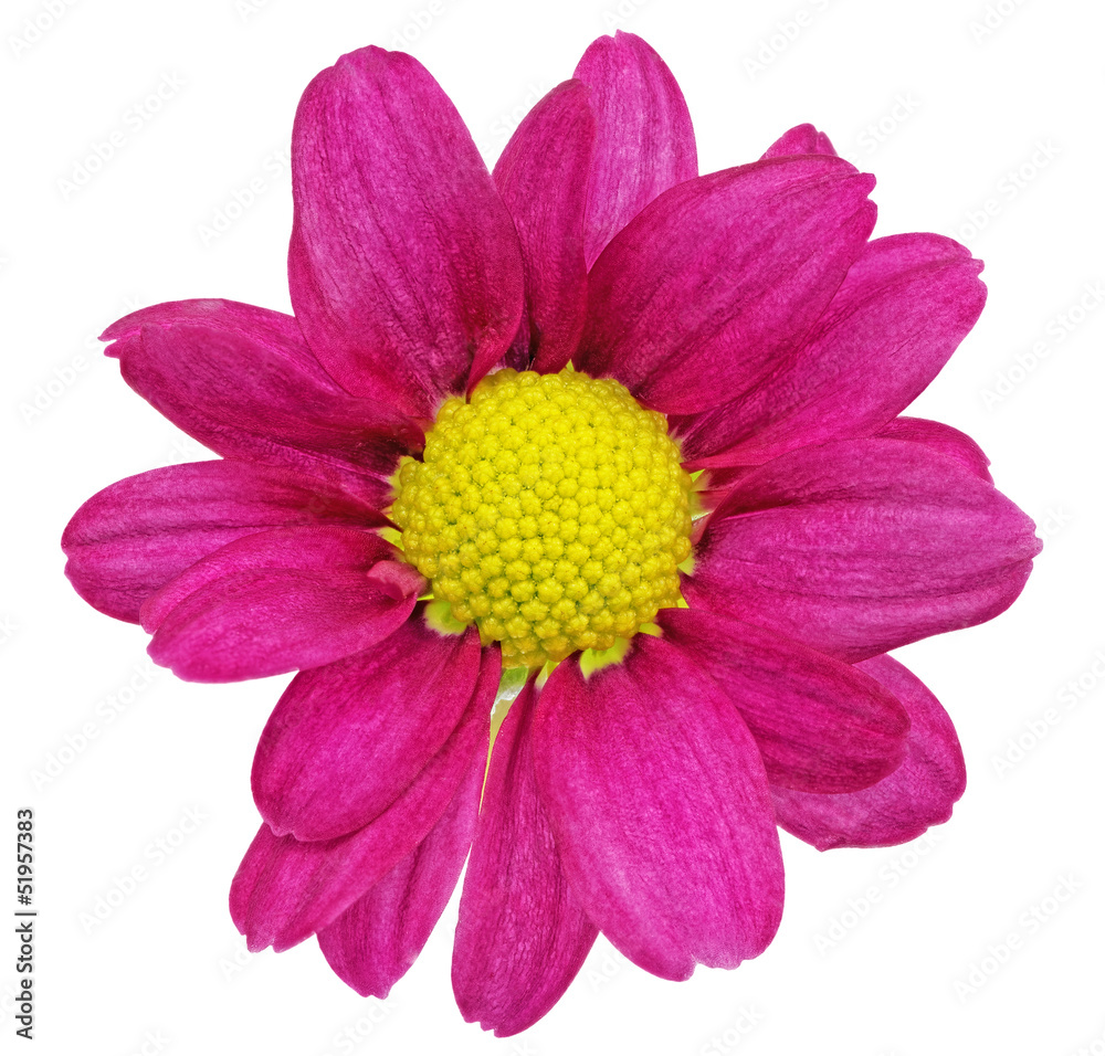 Beautiful single violet red dahlia flowers.Сloseup Beautiful single violet red dahlia flowers.Сloseup