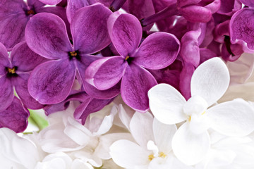 Fototapete Macro Violetter und weisser Fliederstrauss  © BRIAN_KINNEY