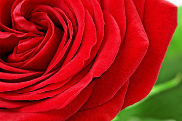 Fototapete Macro Klassische rote Rose im Detail  © BRIAN_KINNEY