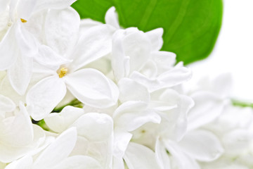 Fototapete Macro Weisser Flieder vor hellem Hintergrund  © BRIAN_KINNEY