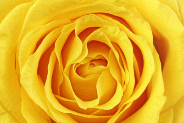 Fototapete Macro Gelbe Rose in zarter Nahaufnahme  © BRIAN_KINNEY