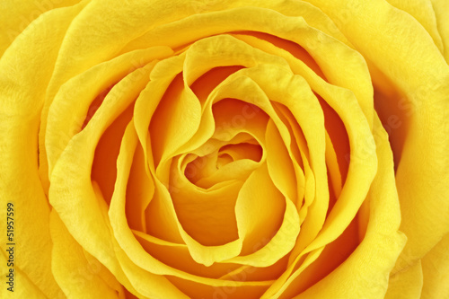 Beautiful yellow rose flower.   loseup