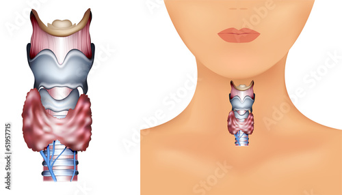 Anatomy of Thyroid gland, Epiglottis, Trachea.