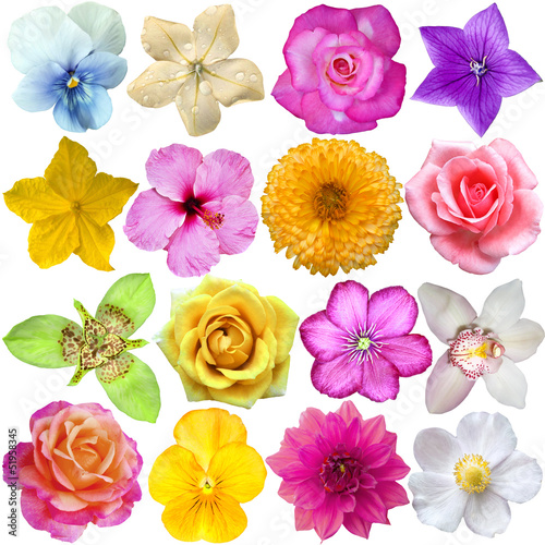 Fototapeta Naklejka Na Ścianę i Meble -  set of Flower heads isolated on white