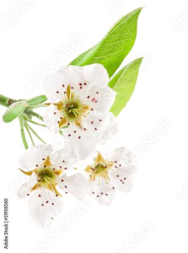 Spring flowers of pear isolated on white isolated on white