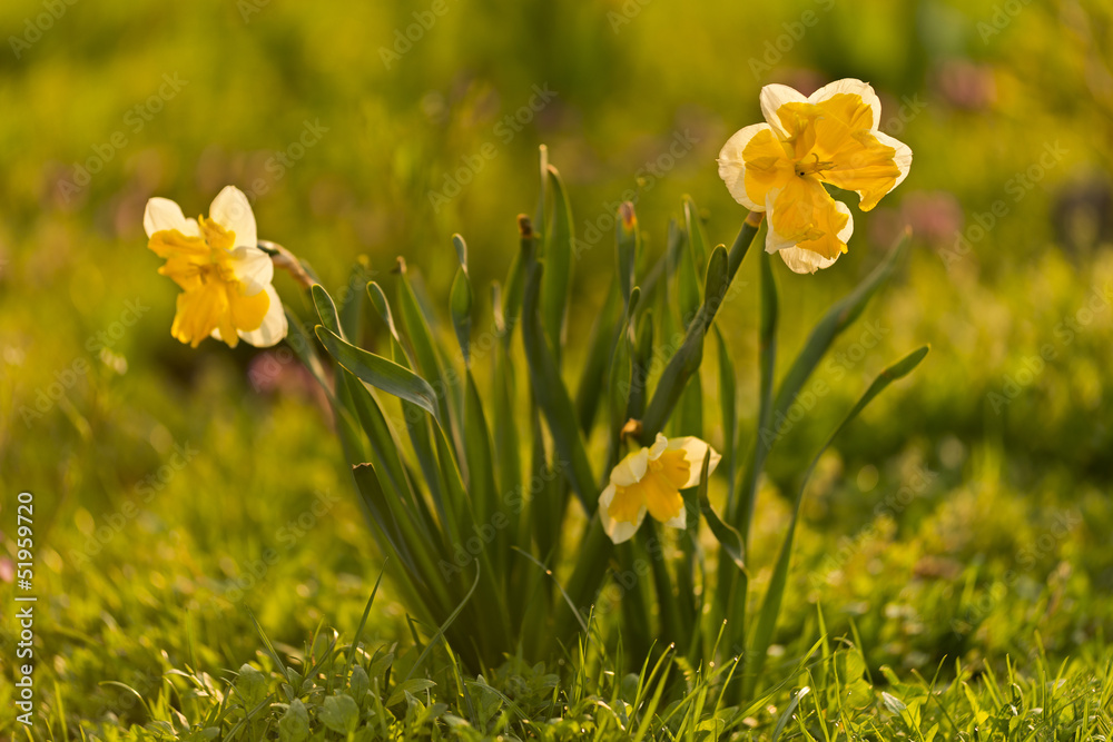 Fototapeta premium daffodils