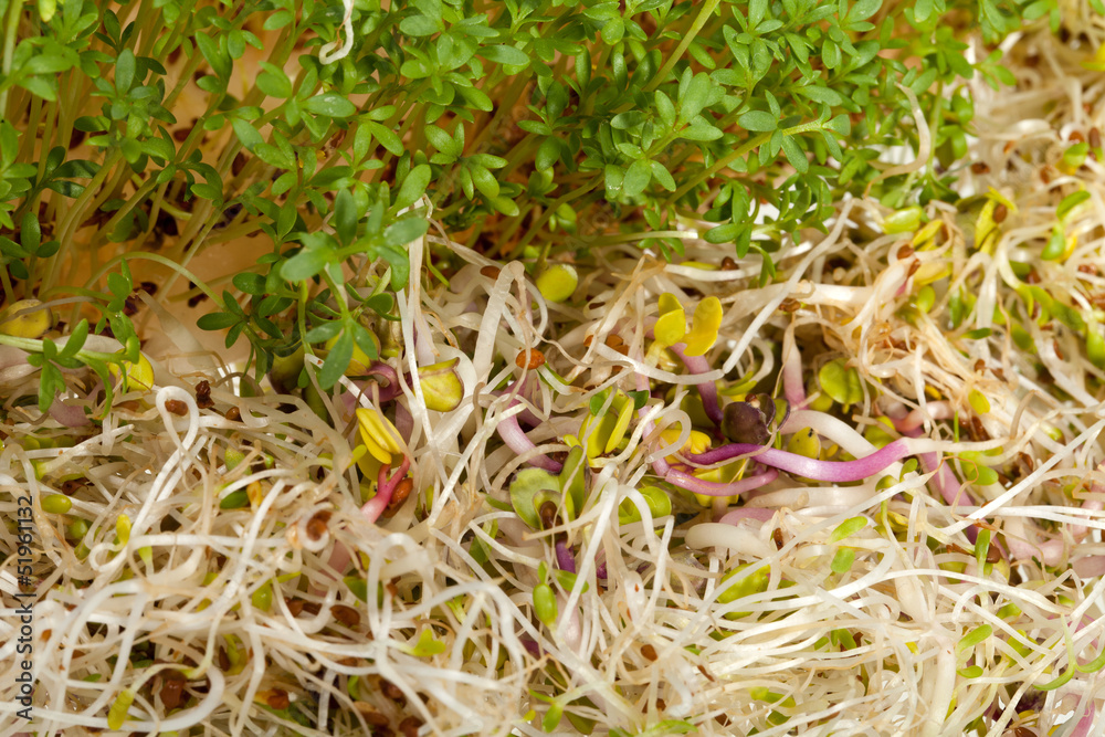 Fresh alfalfa sprouts and cress on white background Fresh alfalfa sprouts and cress on white background