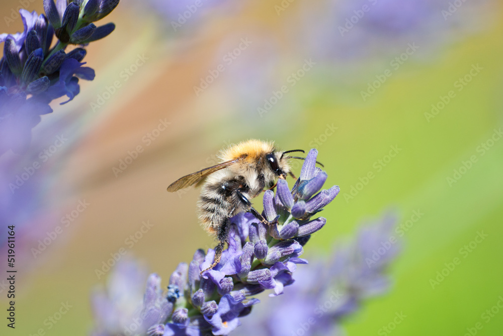 Bumble bee on lavender flower. Bumble bee on lavender flower.