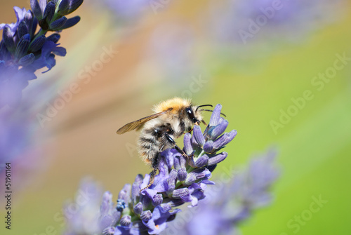 Bumble bee on lavender flower.