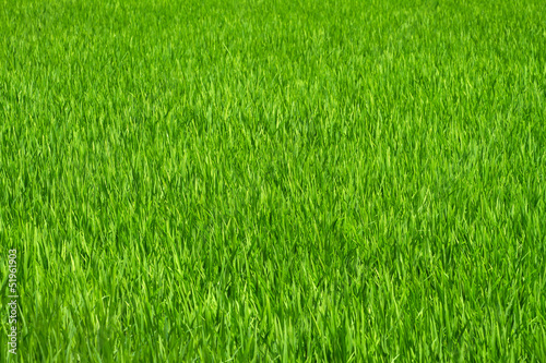 Green grass rice field background