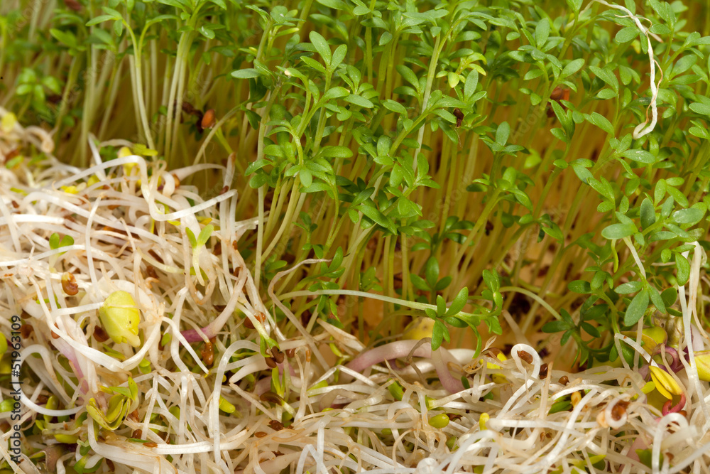 Fresh alfalfa sprouts and cress on white background