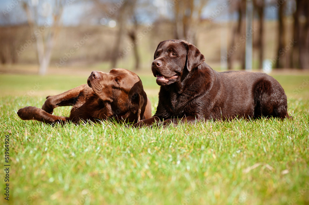 two brown labrador retriever dogs lying on the grass
