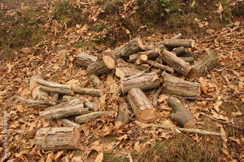 Tronchi di legno