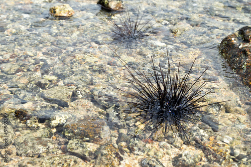 Sea urchins in shallow water.