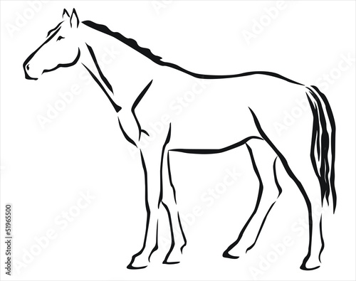 caballo blanco