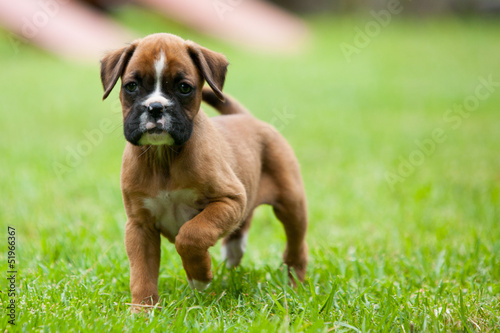 Playful Boxer Puppy © FiledIMAGE