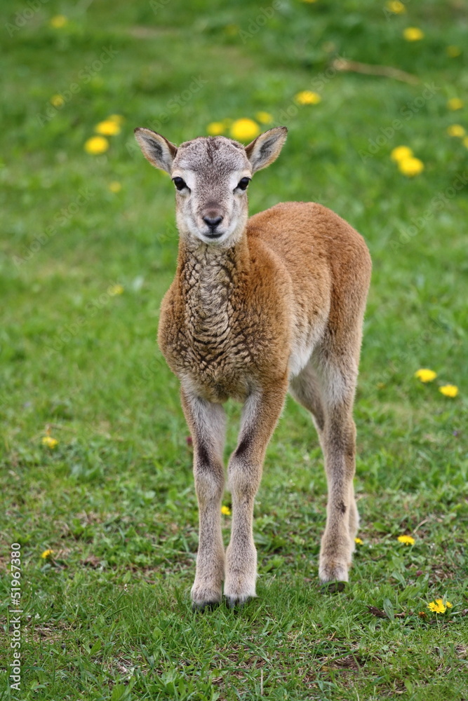 Fototapeta premium Young mouflon