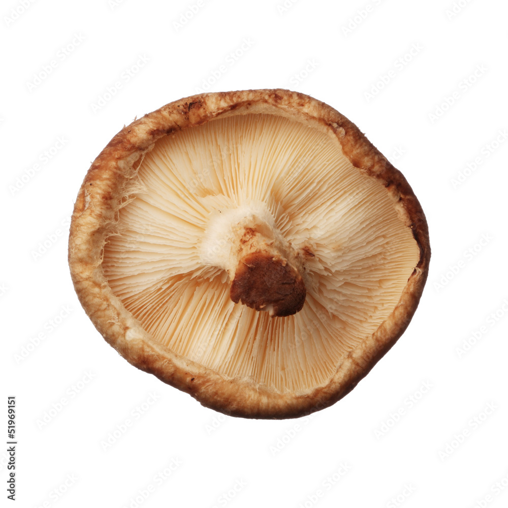 Shitake mushroom isolated on white background, close up Shitake mushroom isolated on white background, close up