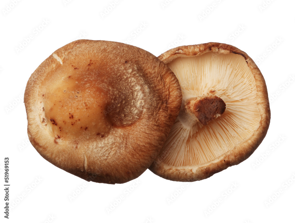 Shitake mushrooms isolated on white background, close up Shitake mushrooms isolated on white background, close up