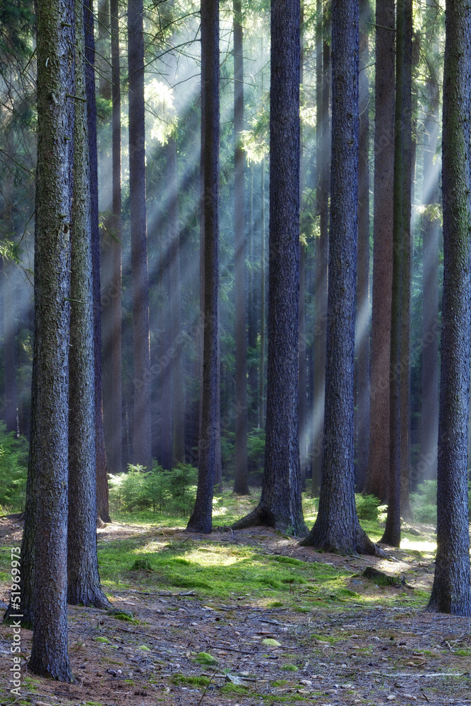 Fototapeta premium rays of light in forest