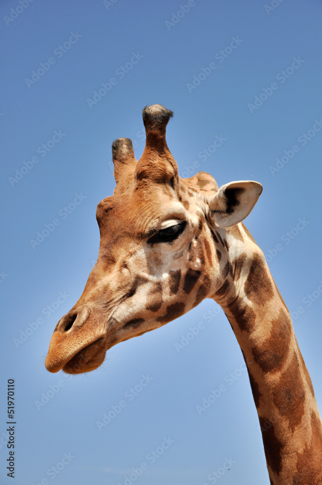 Obraz premium Giraffe head