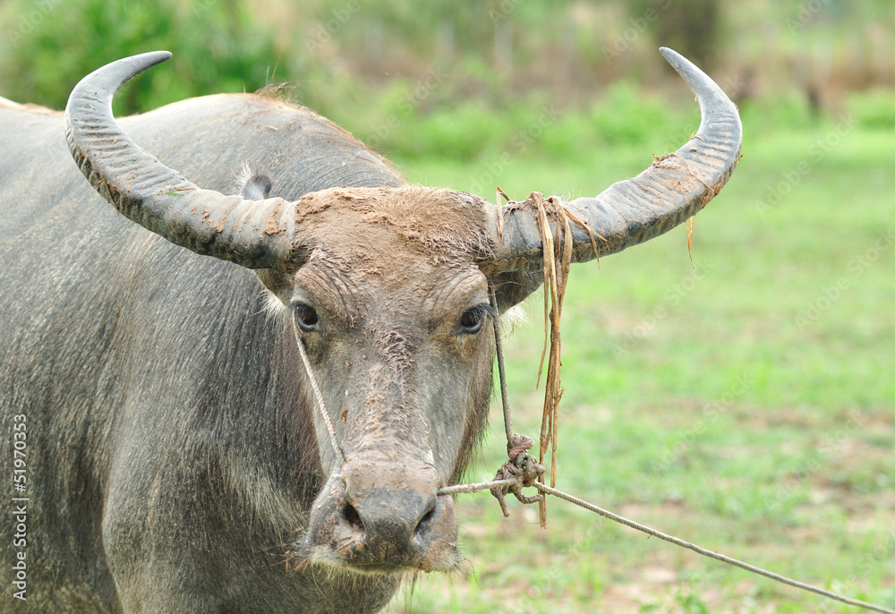 Fototapeta premium water buffalo