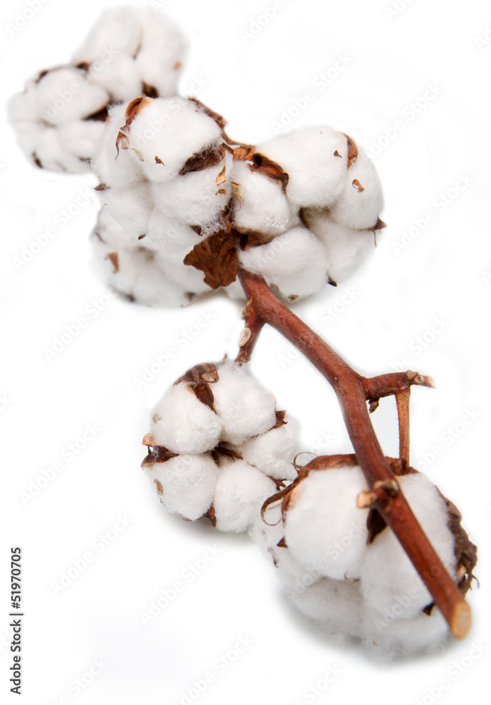 cotone cotone