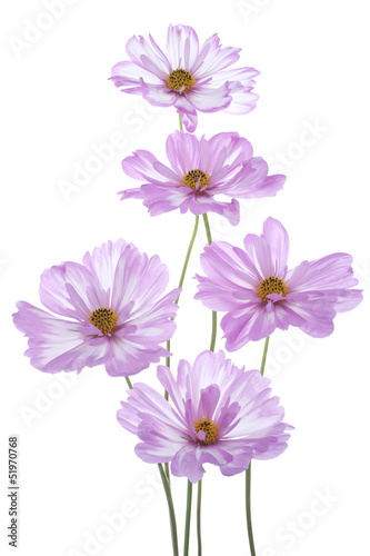 cosmos flower