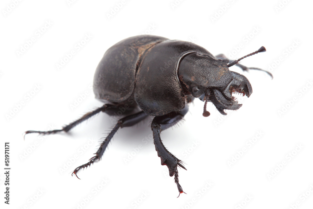 Beetle Lethrus apterus on white Beetle Lethrus apterus on white
