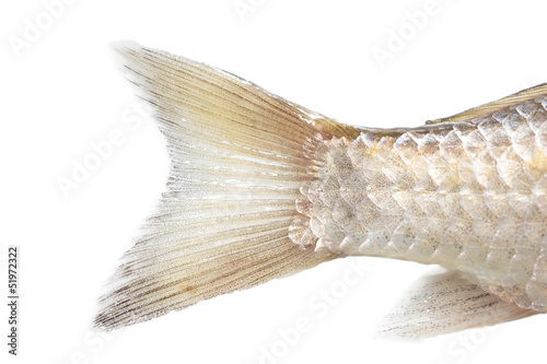fish tail on a white background. macro