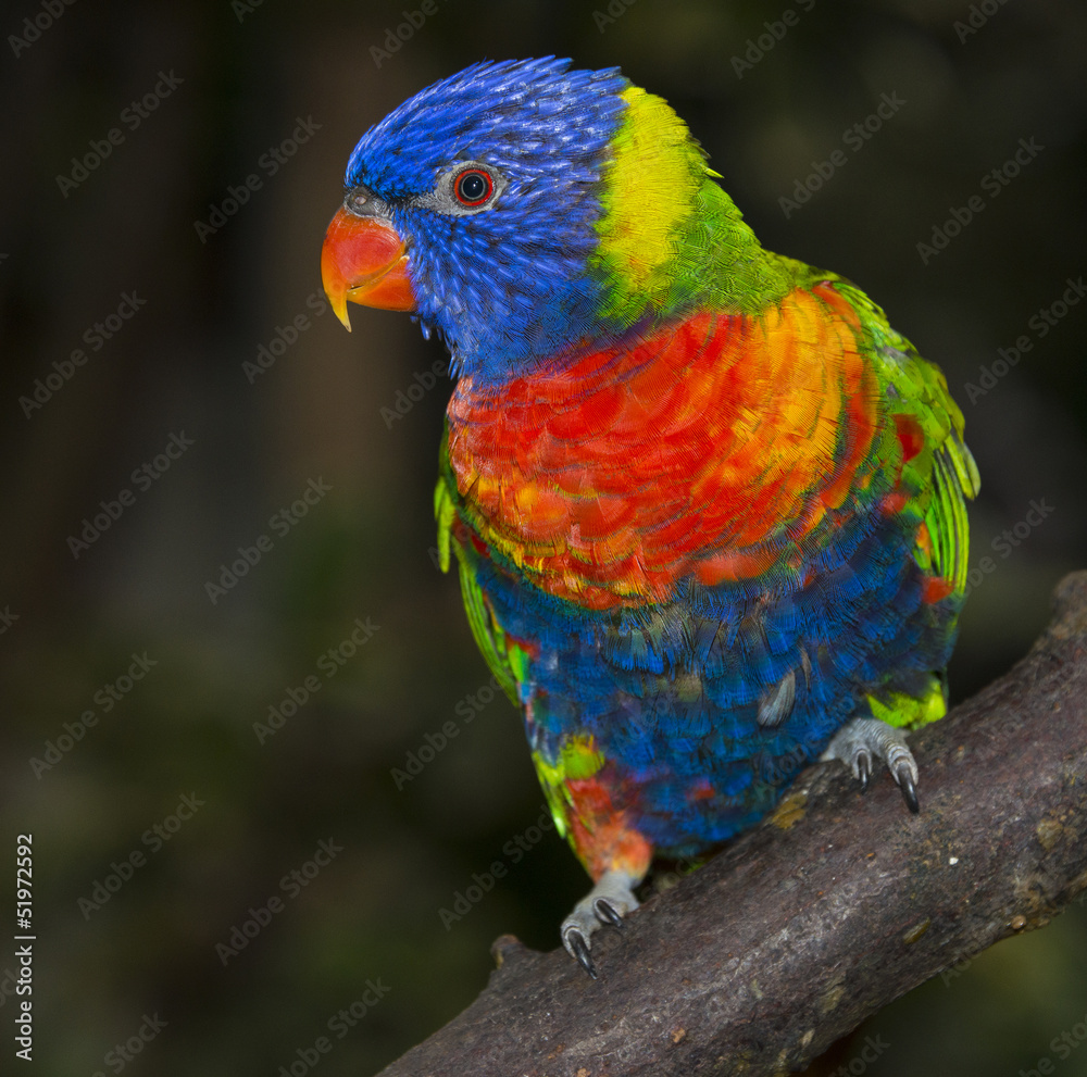 Fototapeta premium rainbow lorikeet parrot