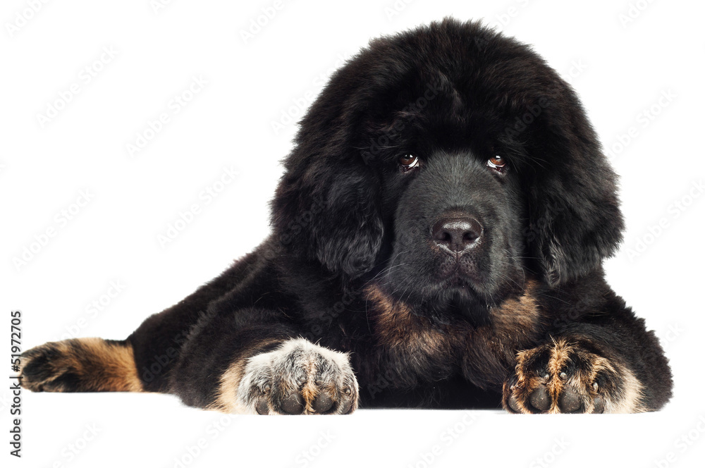 tibetan mastiff puppy