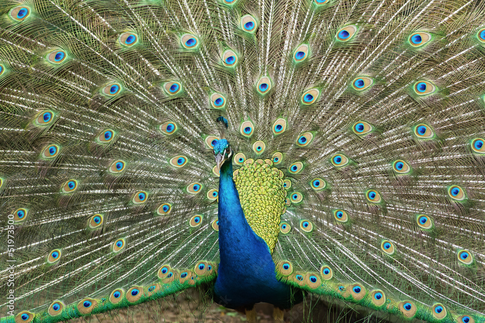 Obraz premium peacock displaying plumage