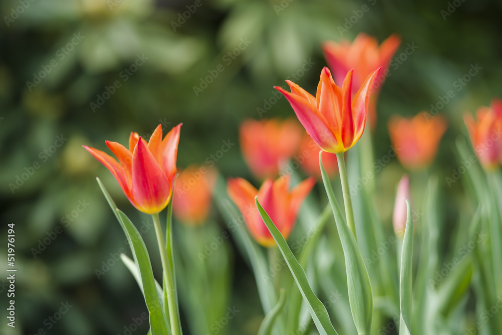 rote Tulpen