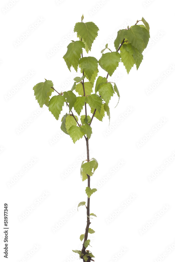 Obraz premium seedling birch