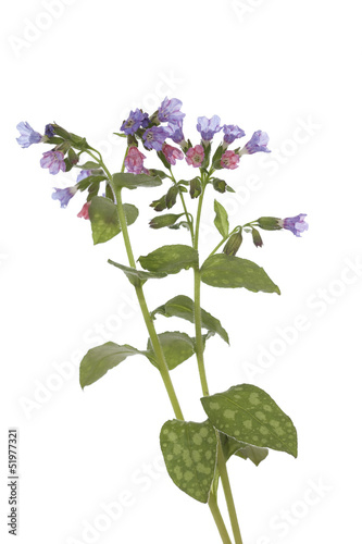 lungwort