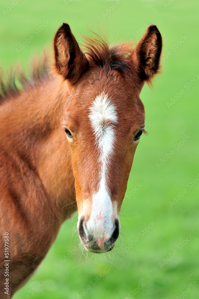 Colt Colt